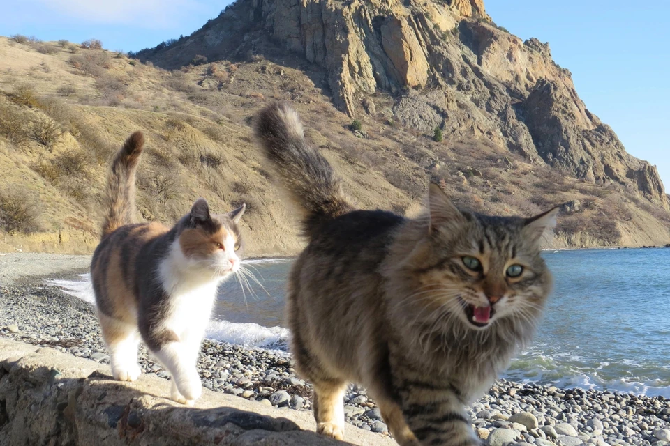 Бывает, котики прогуливаются по побережью морской акватории, выпрашивая еду у туристов. Фото: Юлия Лужанина