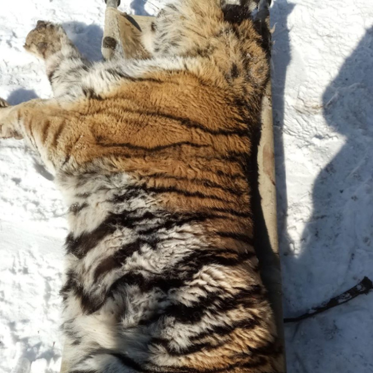 Съел собаку и залез под дом: еще одного истощенного тигра - убийцу псов  поймали в Хабаровском крае - KP.RU