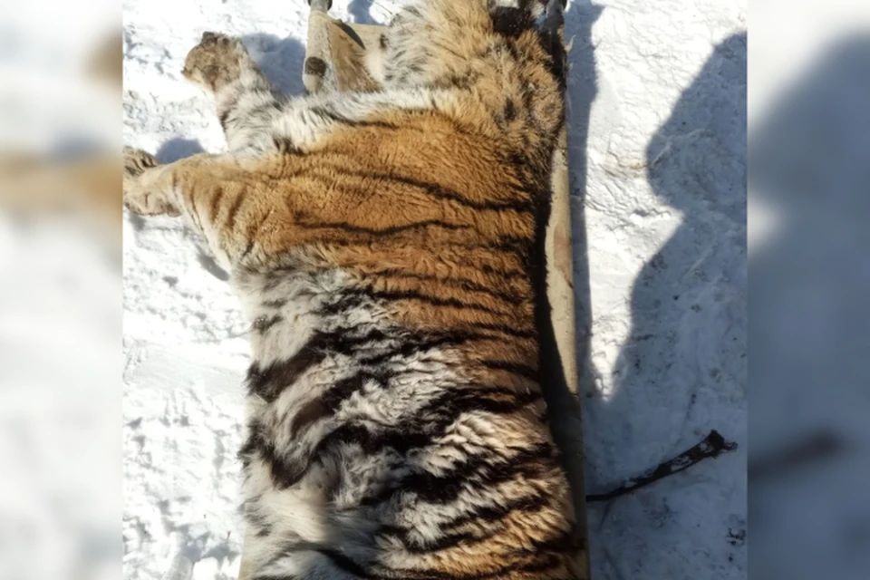 Тигра отловили 2 марта после сообщения о том, что хищник убил собаку и забился под веранду. Фото: t.me/Degtyarev_Info