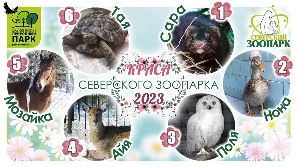 Участницы весеннего голосования-2023. Фото: Северский природный парк/ВКонтакте.