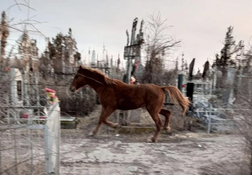 Астраханцы заметили блуждающую по кладбищу лошадь