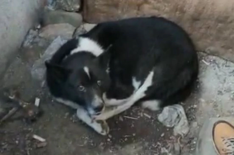 Несчастный пес почти сутки провел возле подвала в ожидании помощи. Фото: скриншот из видео.