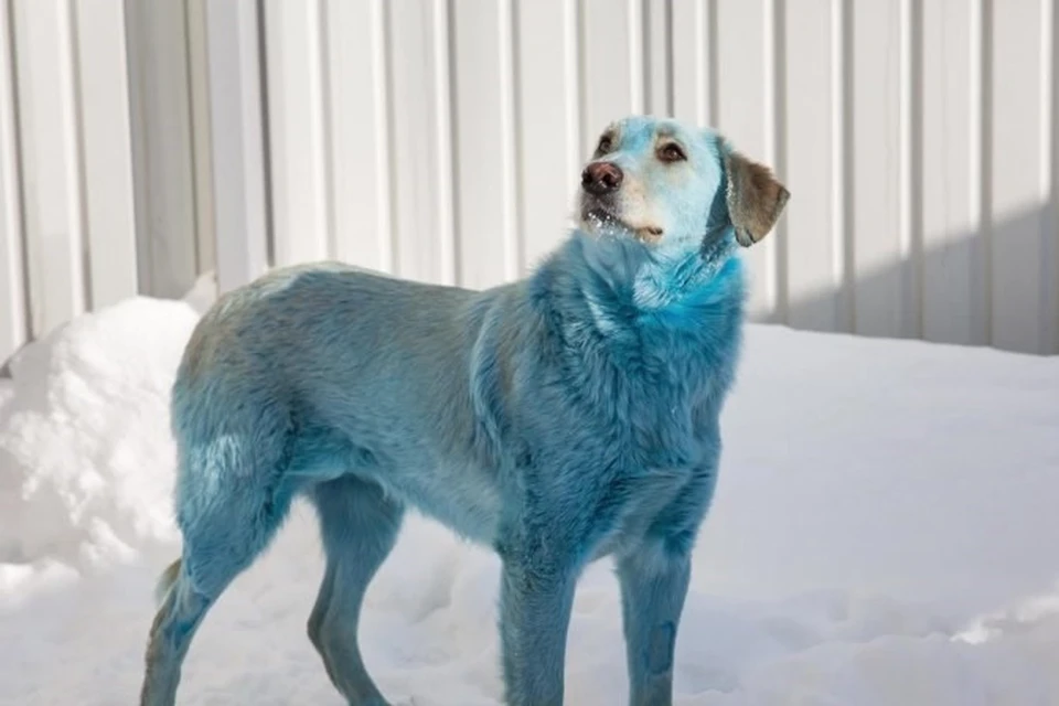 В Рязани засняли стаю собак с голубой шерстью. Фото: Типичная Рязань в Telegram.