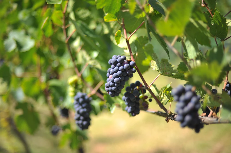 В прошлом году на Дону заложили 47 га молодых виноградников