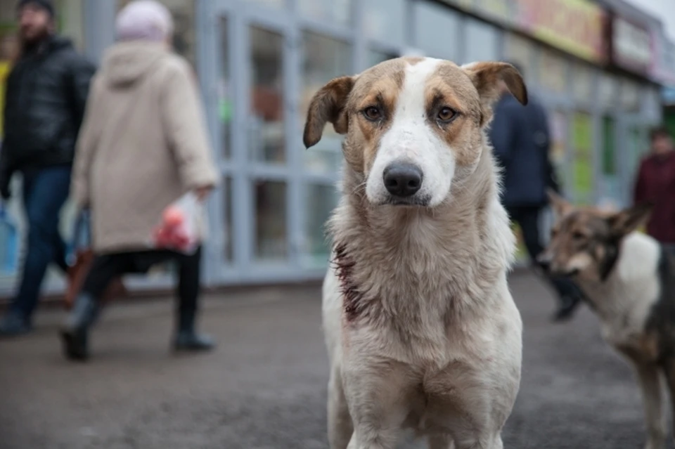 Собаки стали погибать из-за раскиданной по улицам села Останкино отравы
