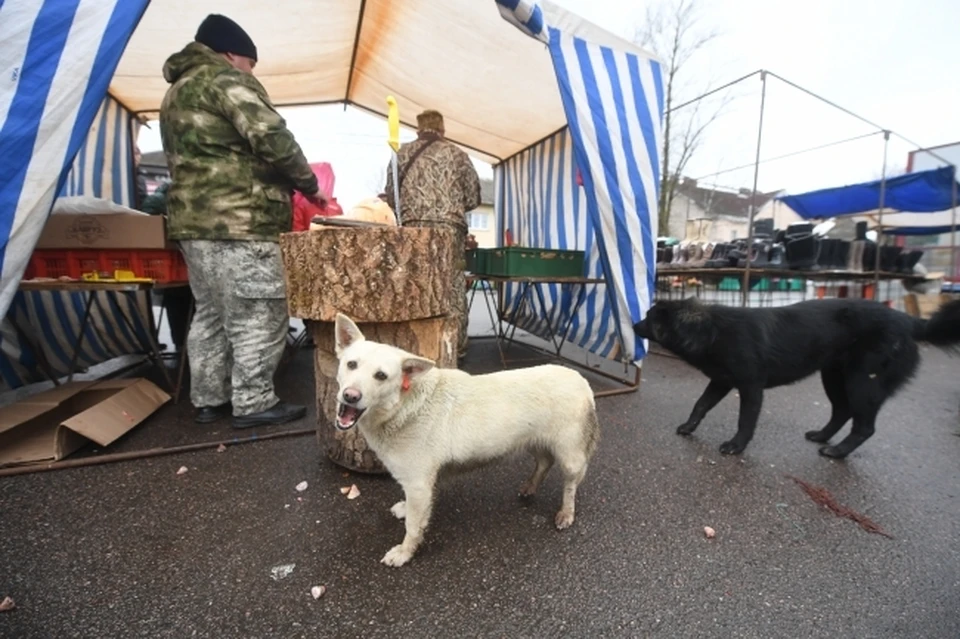 В Корсаковском районе в текущем году отловили свыше 120 бездомных собак