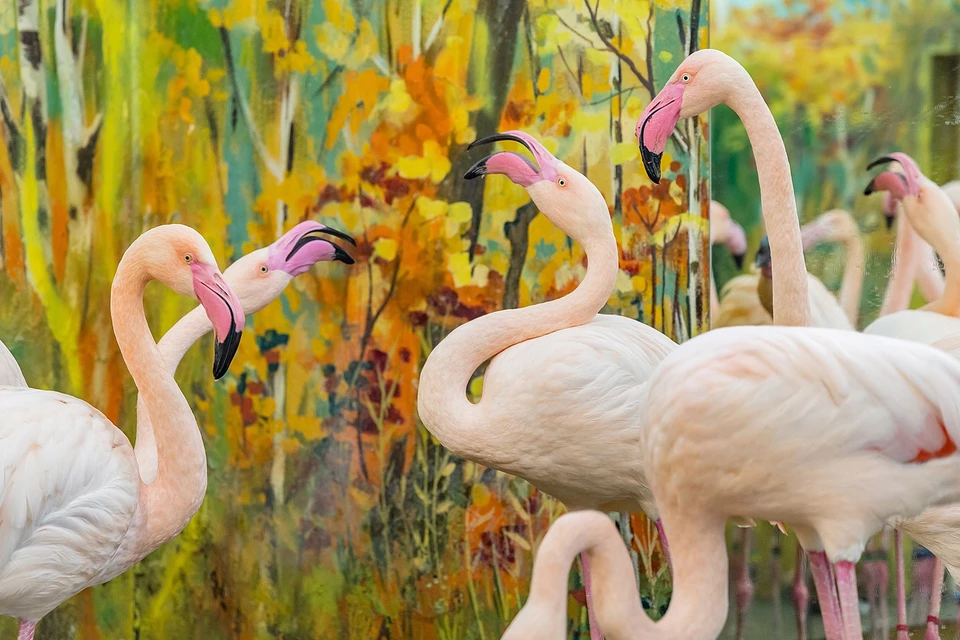 Стая фламинго в Красноярске приняла найденышей. Фото: парк «Роев ручей»