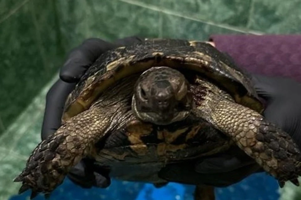 Сейчас Рози чувствует себя превосходно. Фото: Центр реабилитации черепахи Никольского.