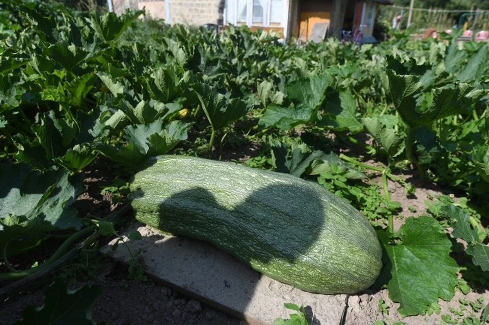 В мероприятии могут принять участие добровольцы, агрономы, учёные, садоводы, социальные работники и педагоги.