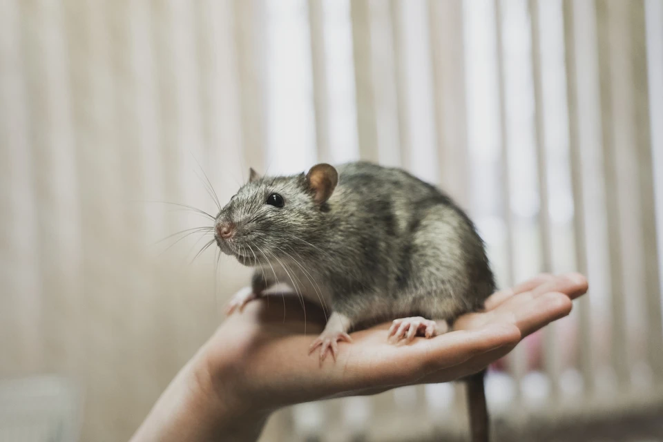 Ученые проводят этот эксперимент по выведению крыс уже 50 лет. Фото: Александра ФЕДОСЕЕВА