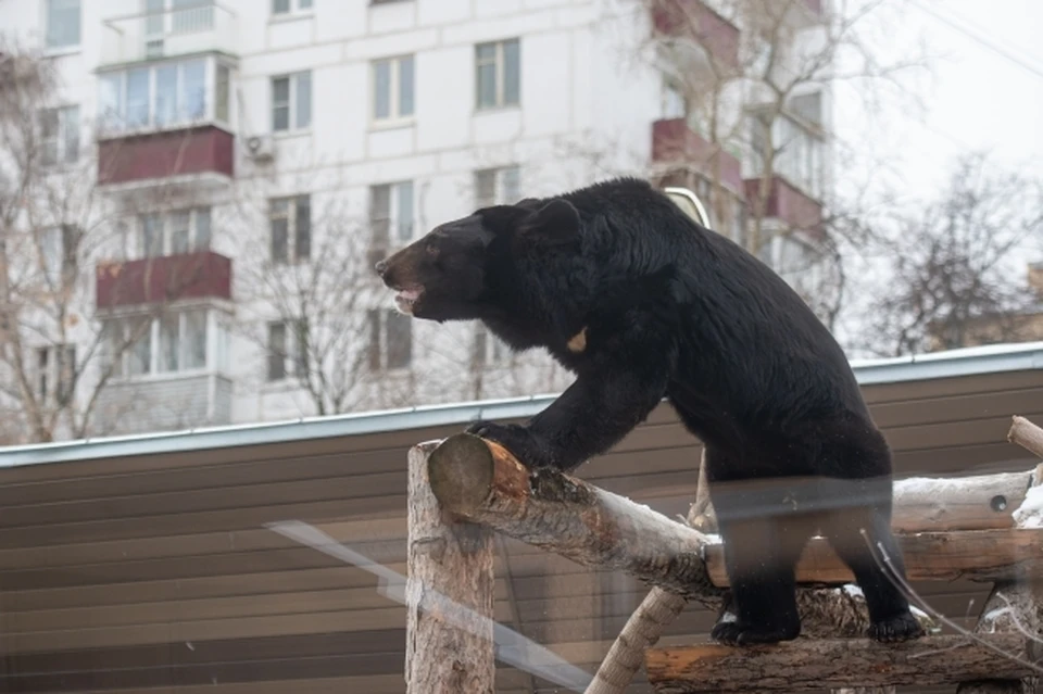 В Ростове из спячки вышли медведи