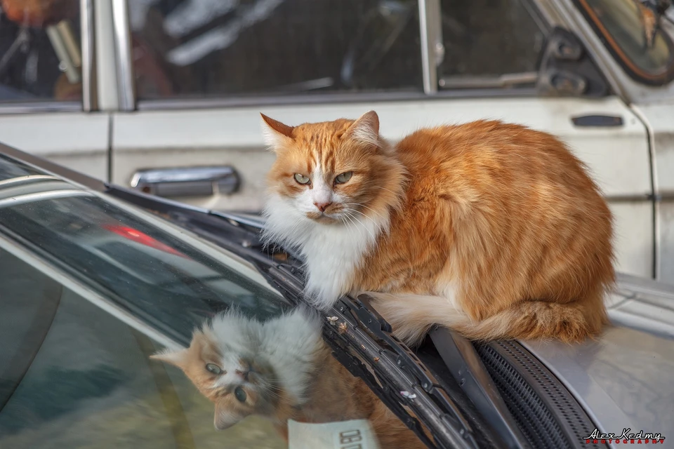 Мартовский кот из Гурзуфа. Фото: Алекс Кедми/VK