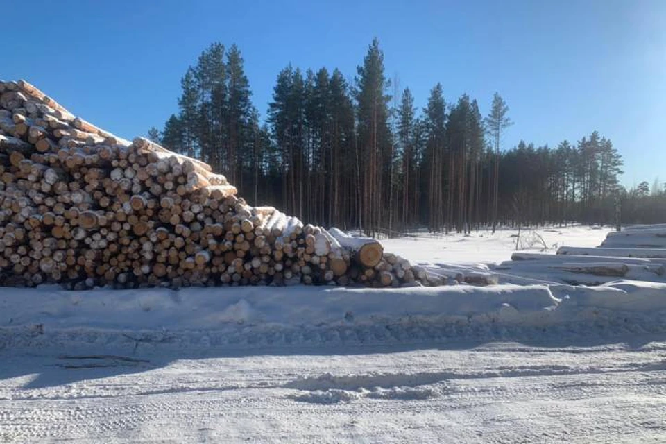 В Ленобласти экономическая полиция выявила масштабную схему хищения леса / Фото: ГУ МВД по СПб и ЛО