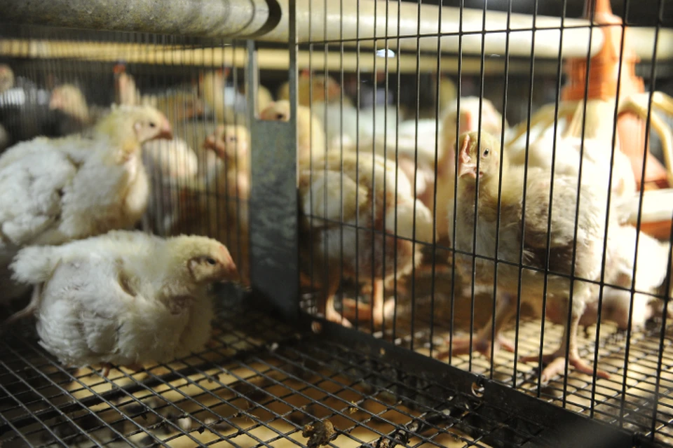 Субсидии будут предоставлять на оборудование для содержания птиц, чистки яиц и другое.
