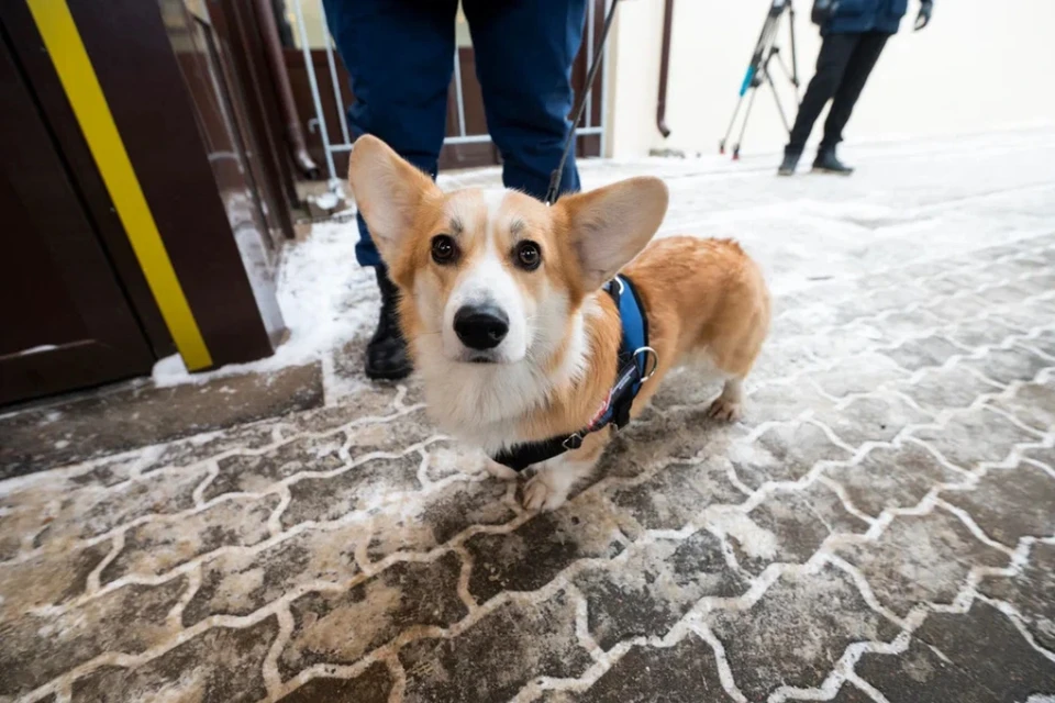 Новые площадки для выгула собак появятся в трех районах Петербурга.