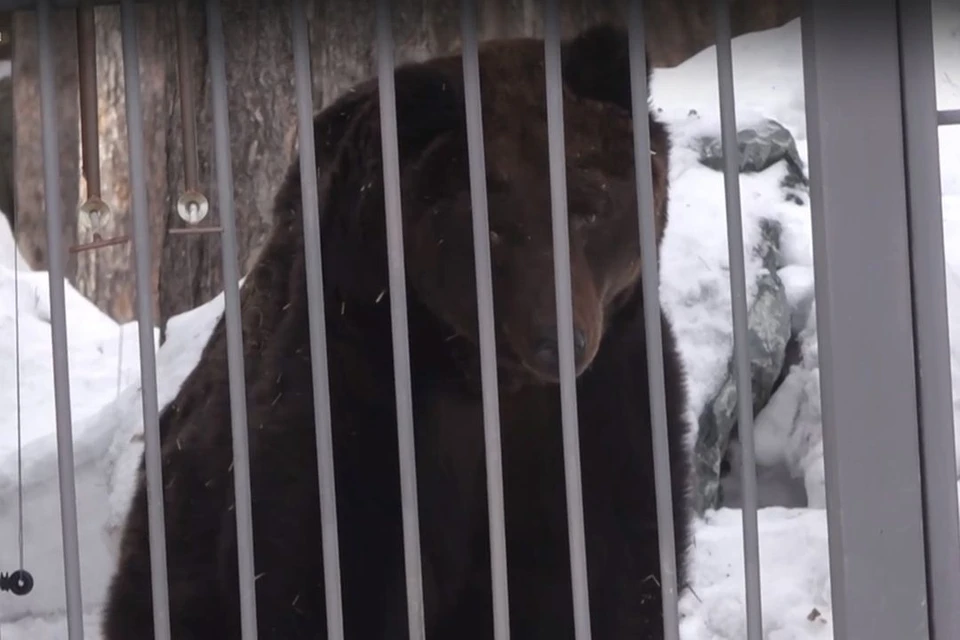 В Новосибирском зоопарке бурые медведи вышли из спячки. Фото: кадр из видео\ Сергей Ильтяков
