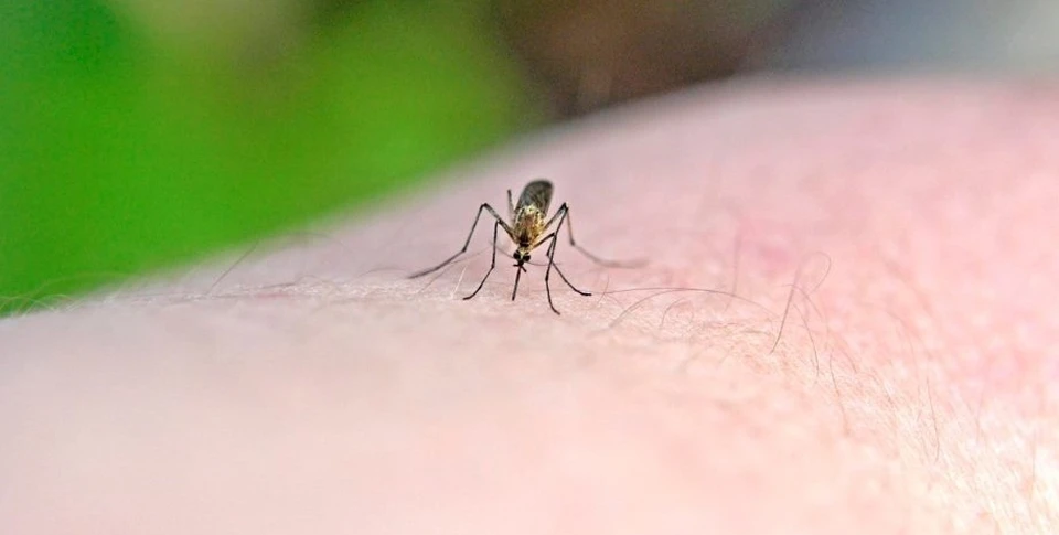 После укуса насекомого инкубационный период заболевания длится от 1 до 7 дней. Фото: Globallookpress
