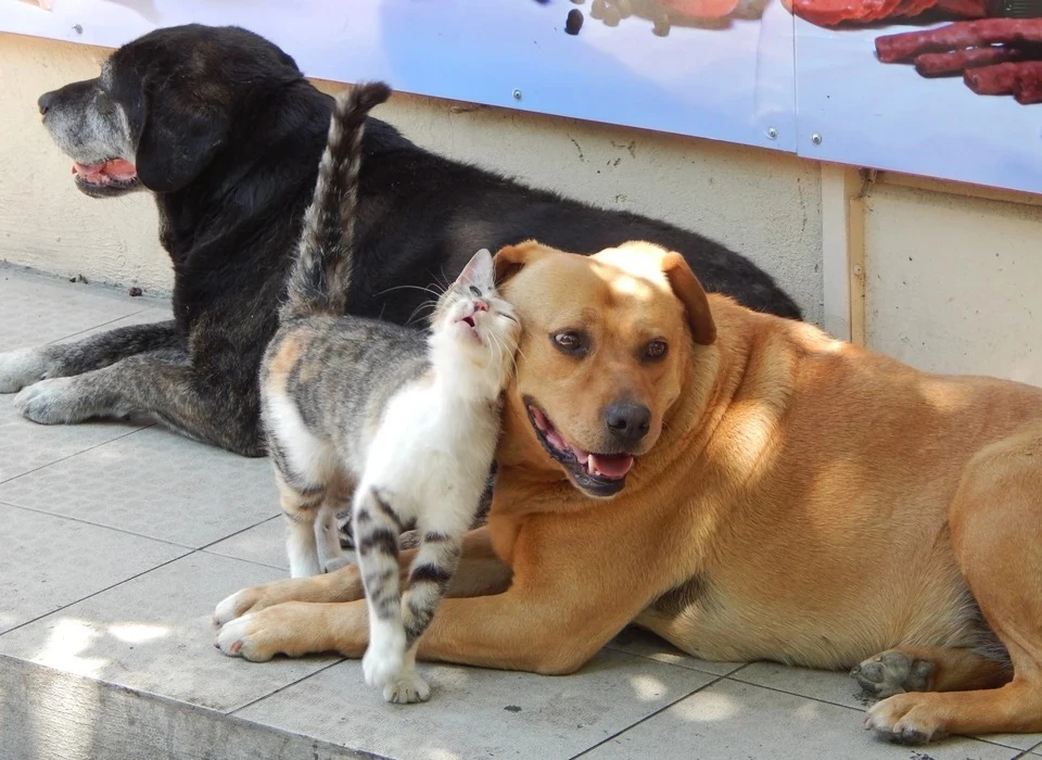 СПЧ предложил ввести систему учета всех собак в России