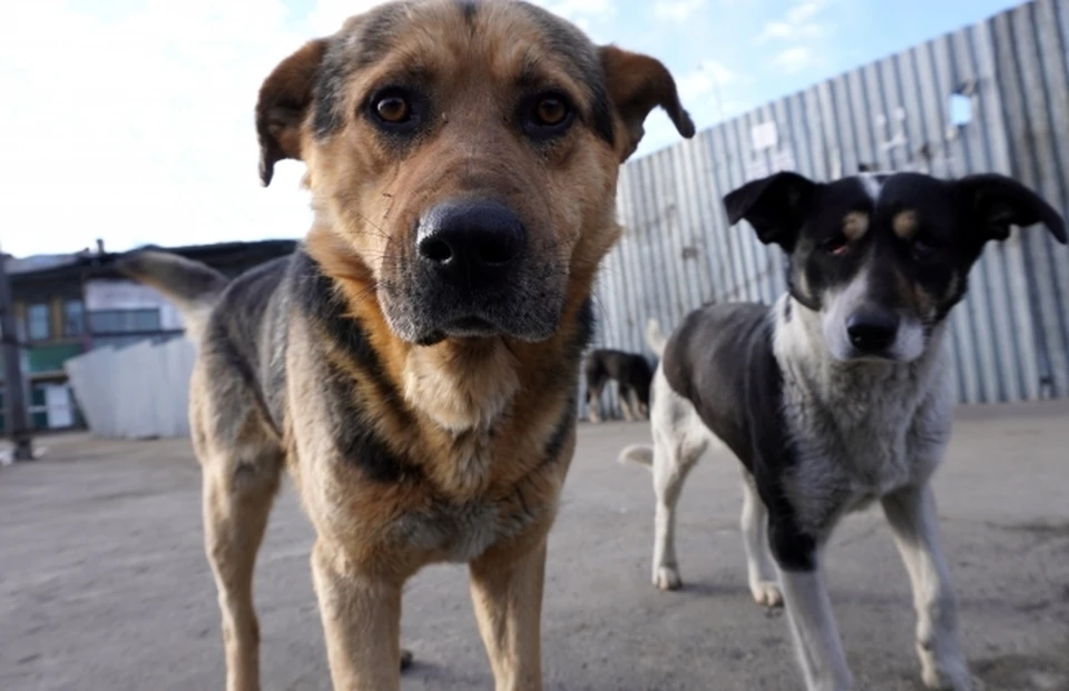 В Волгоградской области внесли изменения в приказ о защите людей от бродячих собак