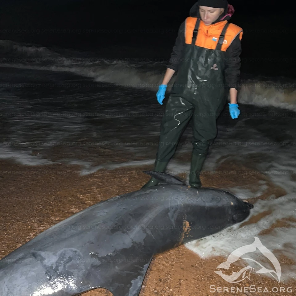 Зоозащитники сделали все, чтобы помочь китообразному. Фото: Центр реабилитации дельфинов «Безмятежное Море»/VK
