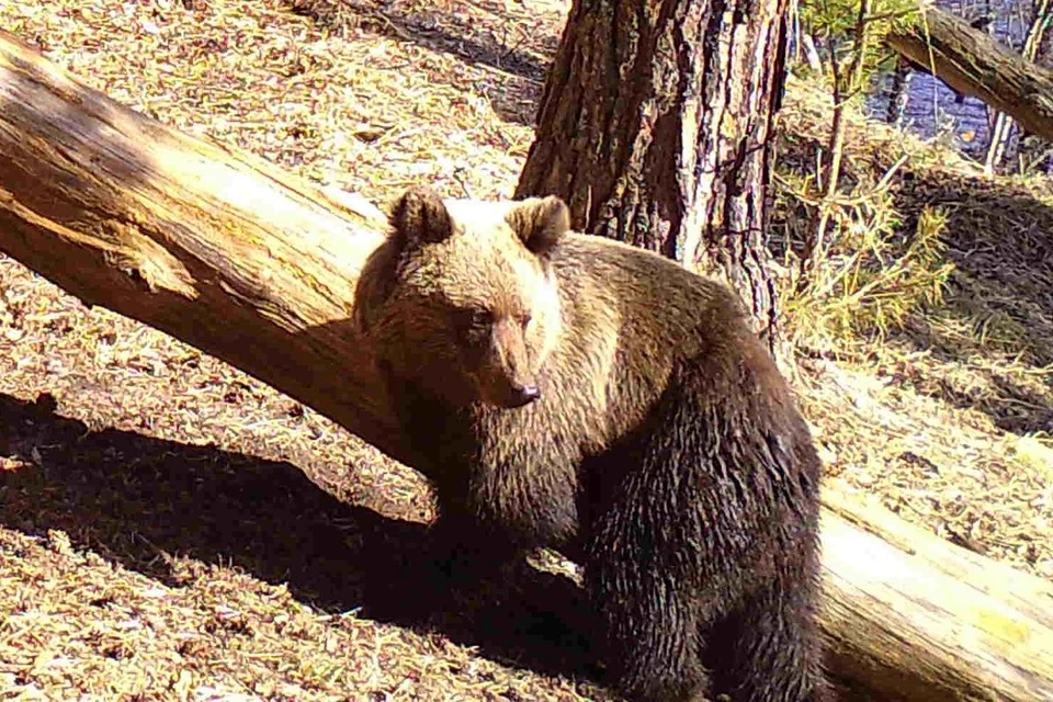 Медведи часто попадают в фотоловушки