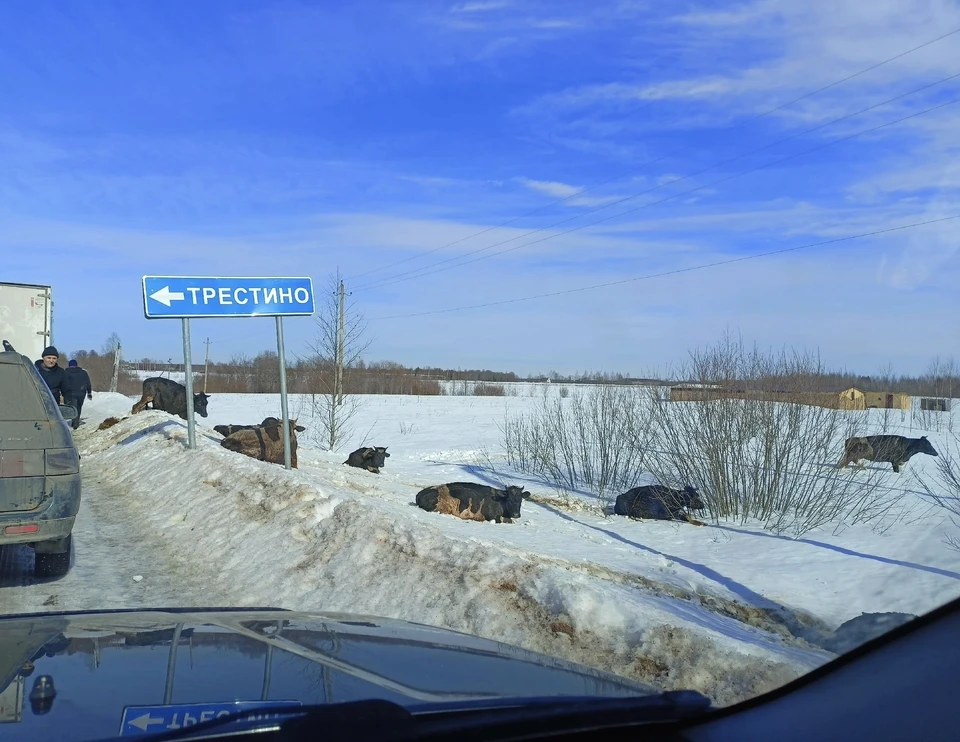 Коровы у трассы под Тверью. Фото: VK/“Тверь ВКонтакте»