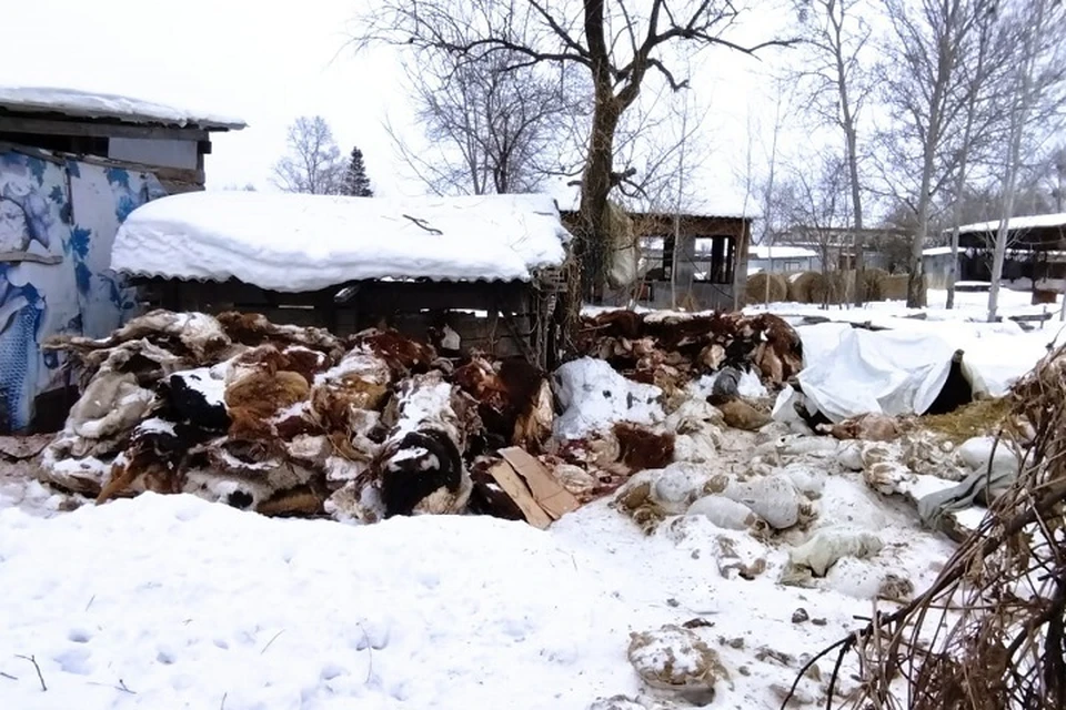 Кладбище рогатого скота вынуждены видеть соседи каждый день, выходя из дома Фото: предоставлено редакции Светланой