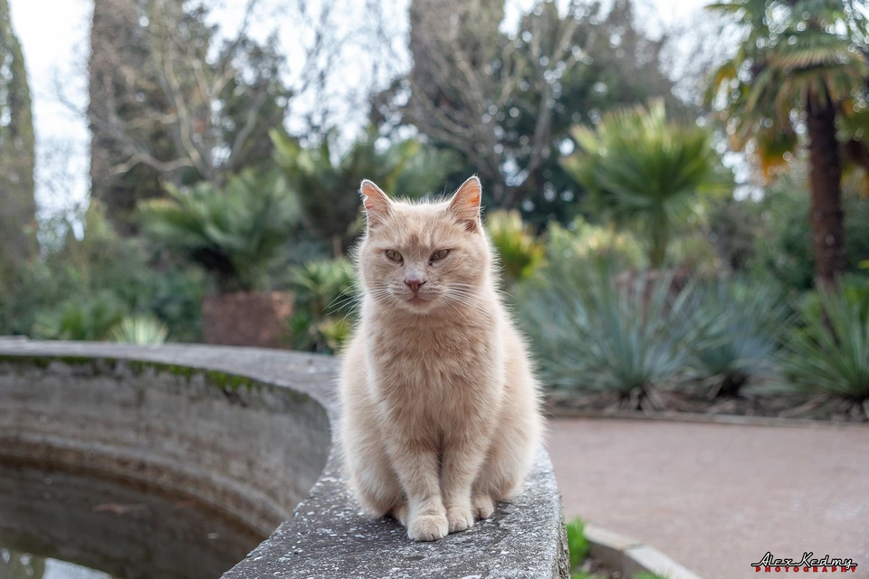 Коты - хранители Сада. Фото: Алекс Кедми/VK