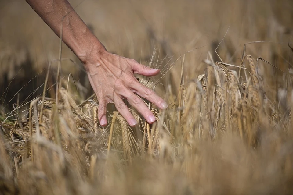 На элеваторах Ростовской области остается 5 миллионов тонн зерна.
