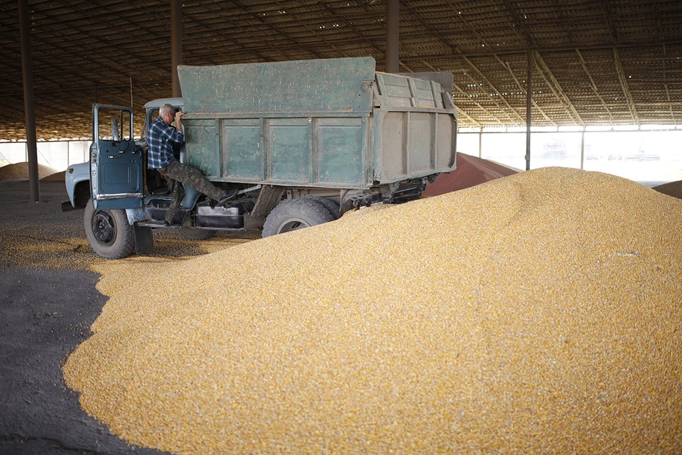Эксперт Зернового союза Злочевский заявил о плачевном состоянии рынка зерна из-за рекордных урожаев