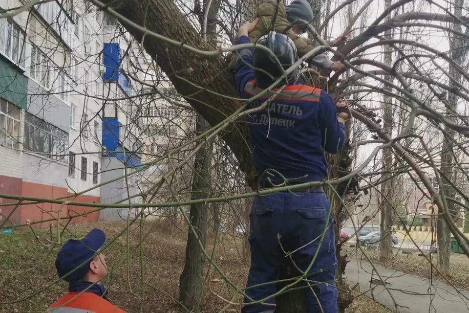 Липецкие спасатели сняли с дерева 9-летнего мальчика