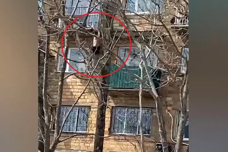 Во Владивостоке полуголый каскадер устроил шоу, прыгая по балконам жилого дома