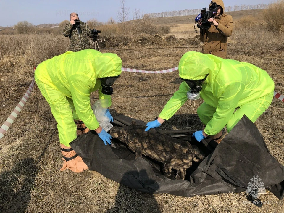 По легенде, причиной возникновения является очаг заболевания в одном из личных подсобных хозяйств в Мордовии