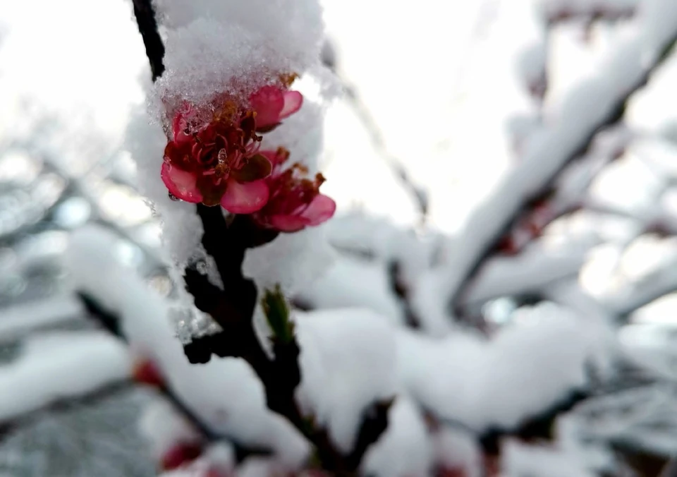 В весну снег выпадает. Цветущие деревья в Адыгее в феврале. Дерево которое сыплет снегом. Адыгея выпадение снега. Юг засыпает снегом.