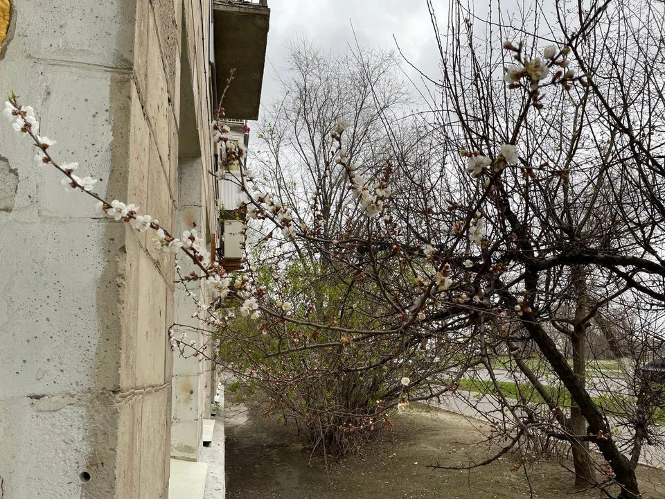Пока в Ростовской области бушует метель, в Волгограде расцвели абрикосы.