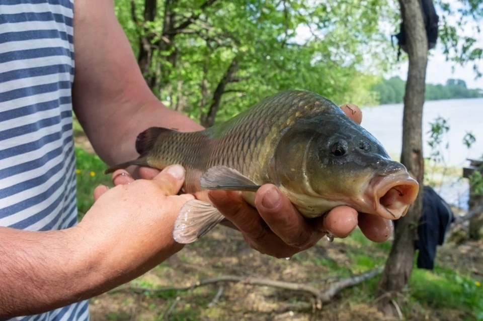 Фото: архив КП