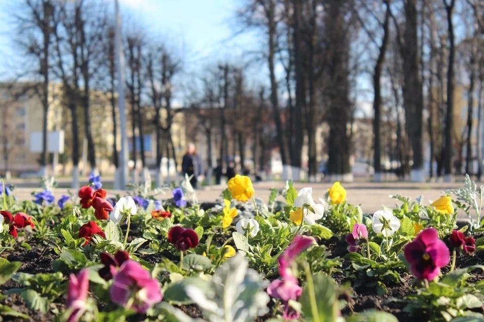 В этом году столицы будут украшать более 56 млн цветов