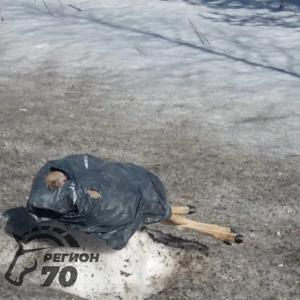 Фото: группа "Регион-70|Томск" "ВКонтакте".