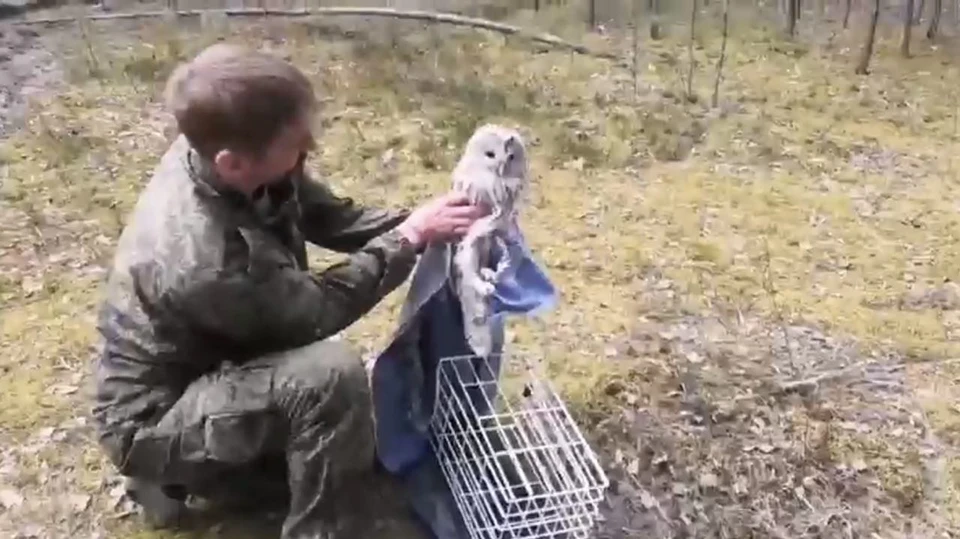 Специалисты осмотрели птицу, повреждений обнаружено не было.