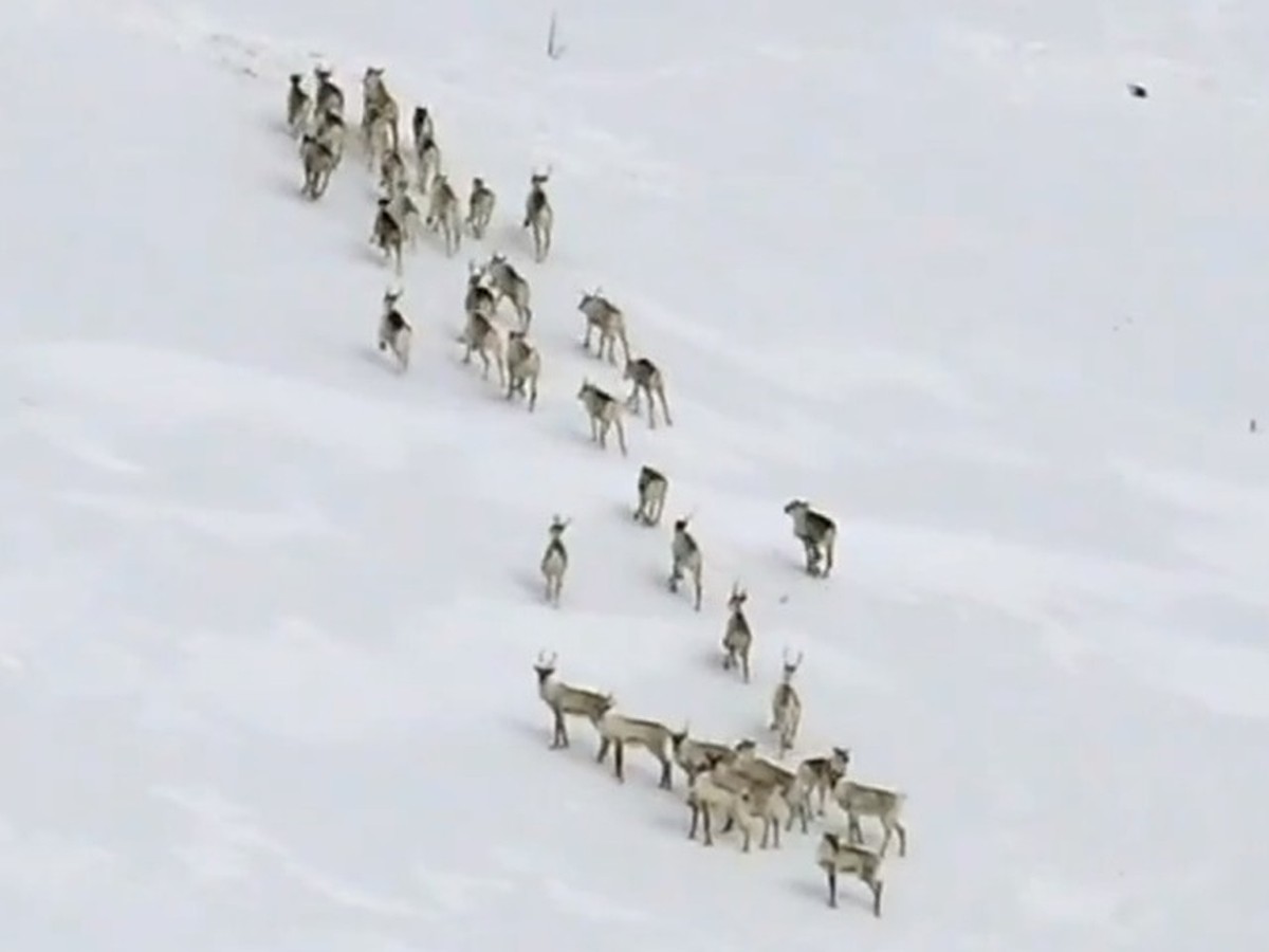 В Пермский край пришли северные олени - KP.RU