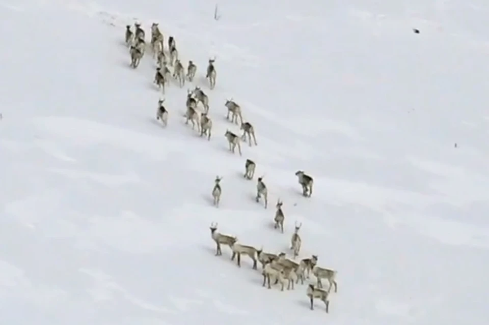 Фото: скриншот видео.