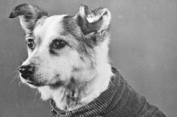 Предшественницу Гагарина собачку Звездочку после приземления искали по всем деревням