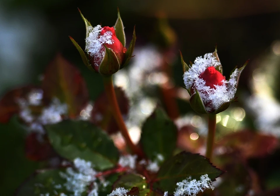 Волгоградское МЧС предупредило о заморозках до -4 градусов
