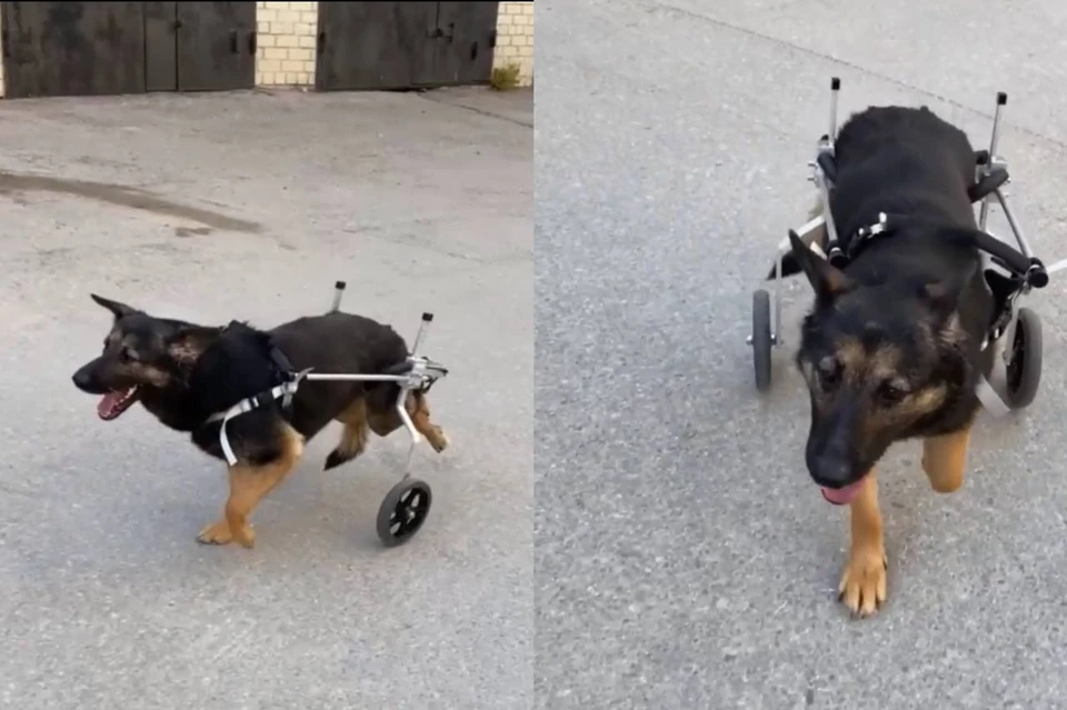 Зооволонтер Юлия Спирина подарила собаке коляску. Фото: «ФлагманВет».