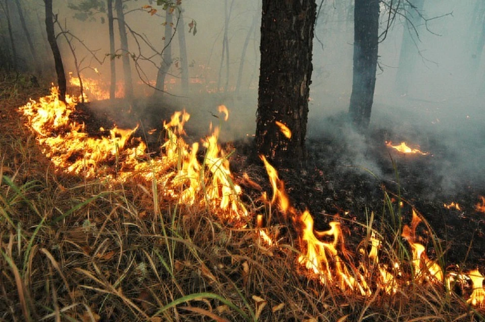 Запрещено ходить в леса, разводить костры и жечь мусор