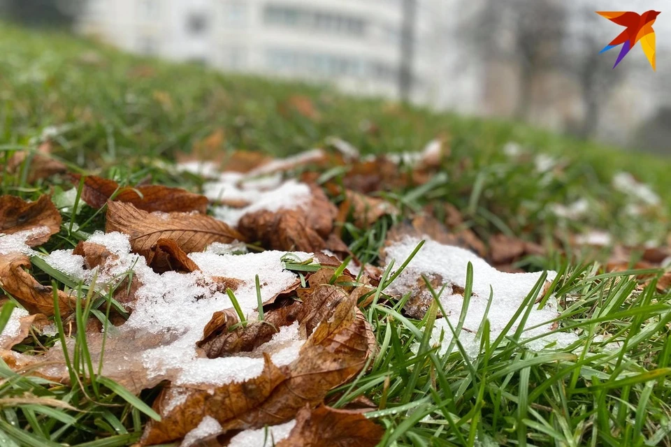 Заморозки в беларуси