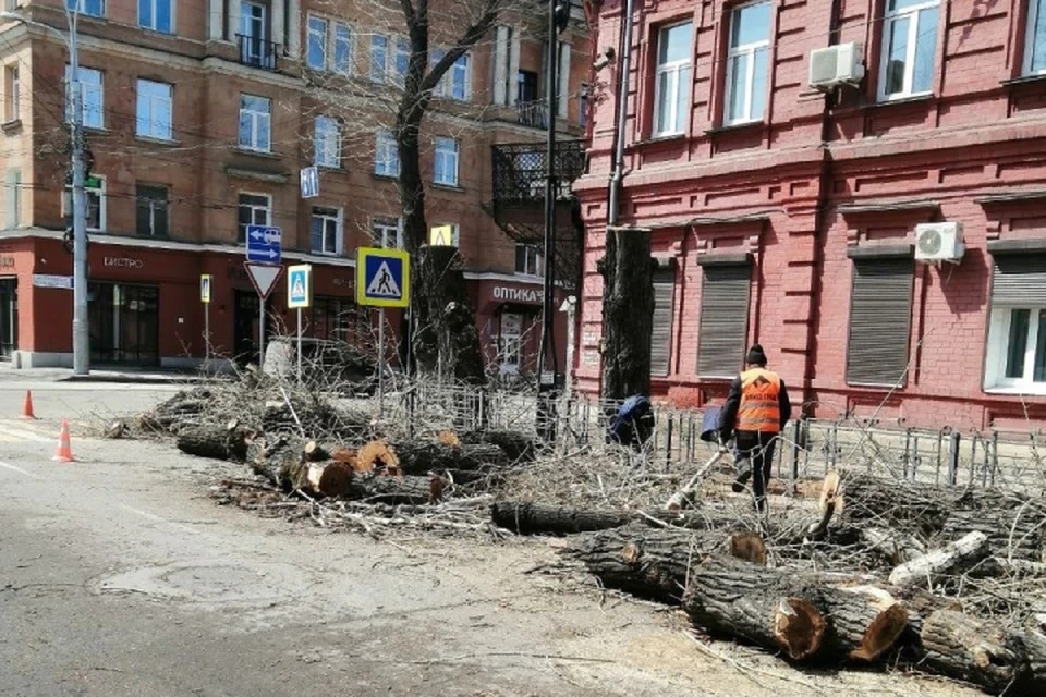 По муниципальному контракту предусмотрена компенсационная высадка 80 лип и кленов.