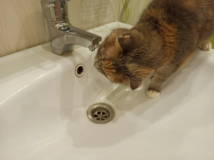 Как правильно убить кошку в ванной электричеством