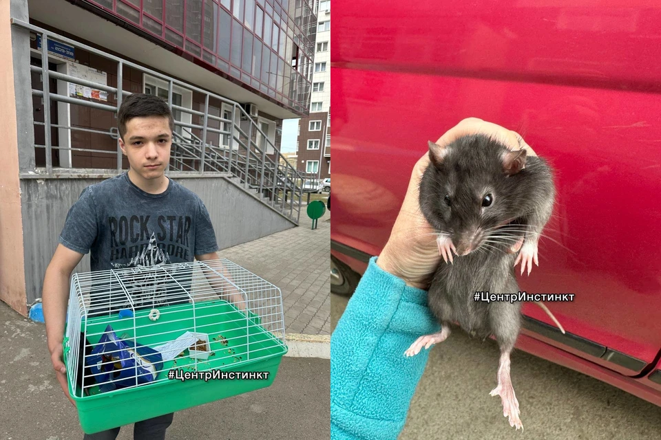 В Красноярске хозяева выбросили на помойку домашнего крыса вместе с клеткой. Фото: центра "Инстинкт"
