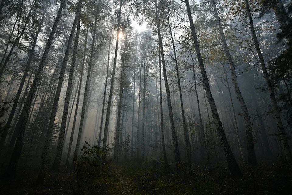 Леса в Свердловской области продолжают гореть